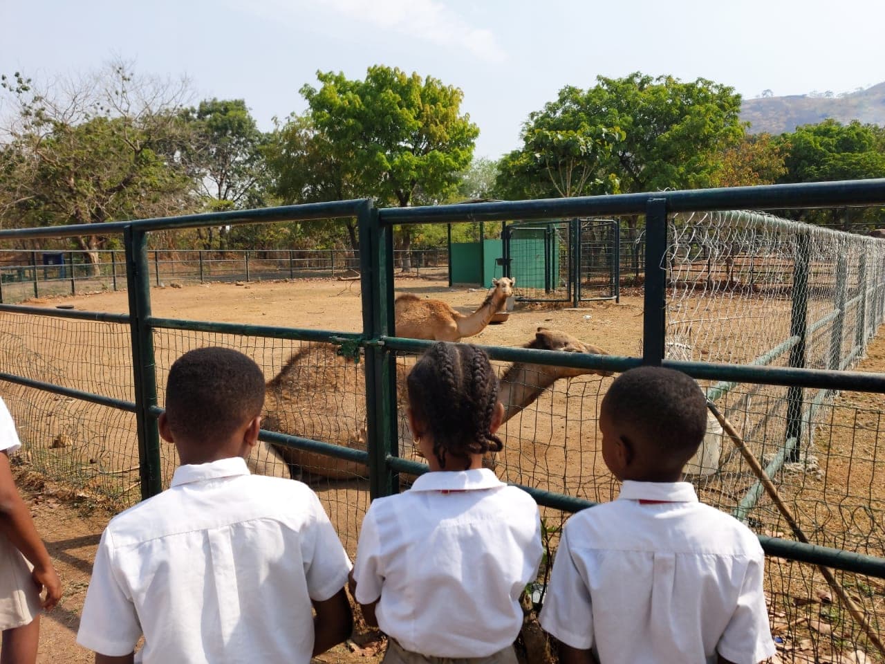 Three pupils watching a camel at the zoo enclosure