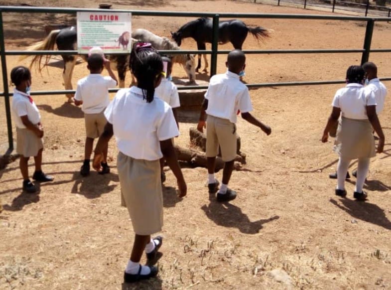A class visiting the ponies at the zoo